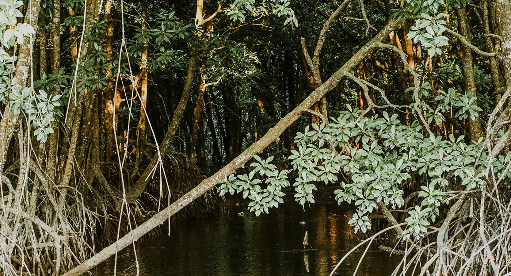 Smart Monitoring for Mangroves: Sensors and Citizens